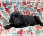 Small Photo #13 Labrador Retriever Puppy For Sale in LAKELAND, FL, USA