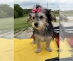Small #2 Morkie
