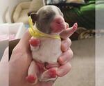 Small Photo #7 French Bulldog Puppy For Sale in LAS VEGAS, NV, USA