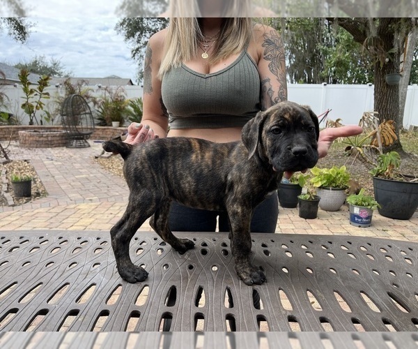 Medium Photo #5 Cane Corso Puppy For Sale in LAND O LAKES, FL, USA