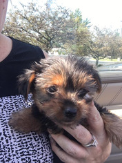 Yorkshire Terrier Puppy for sale in MORGANTON, GA, USA