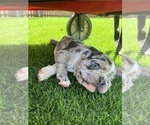 Small #10 French Bulldog