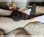 Small Photo #4 Frenchie Pug Puppy For Sale in BLOOMINGTON, IL, USA