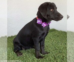 Lydia - Female Mutt Dog for Adoption - Photo #3