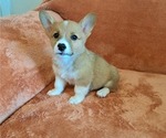 Puppy Pickles Pembroke Welsh Corgi