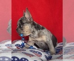 Small #5 French Bulldog