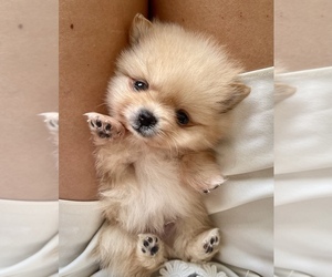 Pomeranian Puppy for sale in AVENTURA, FL, USA