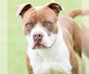 American Pit Bull Terrier Dogs for adoption in Camarillo, CA, USA