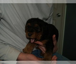 Small Photo #10 Airedale Terrier Puppy For Sale in CHARLESTOWN, IN, USA