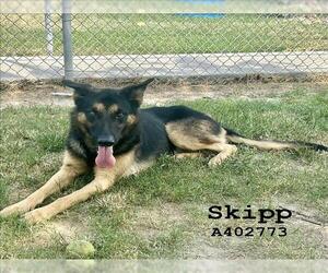 German Shepherd Dog Dogs for adoption in Conroe, TX, USA