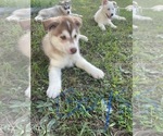 Small #4 Siberian Husky