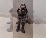 Small Miniature Bernedoodle