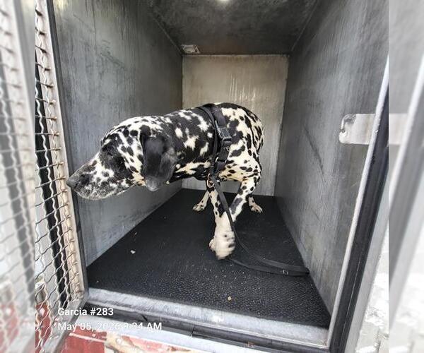 Medium Photo #1 Dalmatian Puppy For Sale in San Antonio, TX, USA
