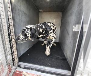Dalmatian Dogs for adoption in San Antonio, TX, USA