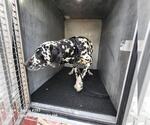 Small Dalmatian