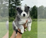 Puppy G4 Pomsky