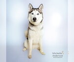 Small Siberian Husky