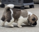 Small #3 Akita