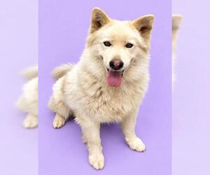 Siberian Husky Dogs for adoption in HESPERIA, CA, USA