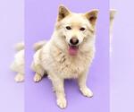 NOVA - Female Siberian Husky Dog for Adoption - Small photo