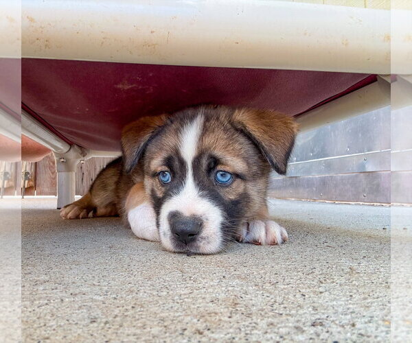 Medium Photo #3 Labrador Retriever-Unknown Mix Puppy For Sale in San Diego, CA, USA