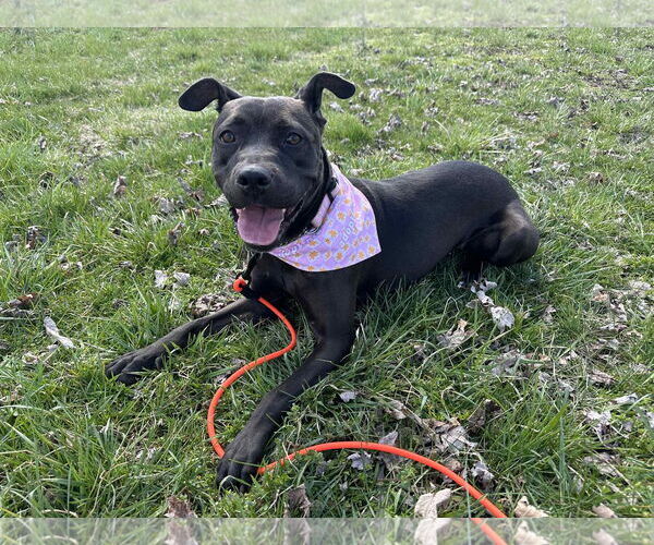 Medium Photo #6 American Pit Bull Terrier-Unknown Mix Puppy For Sale in Germantown, OH, USA