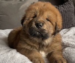Small #1 Tibetan Mastiff