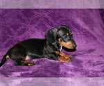 Small #8 Dachshund