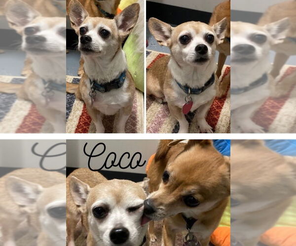 Medium Photo #2 Chihuahua Puppy For Sale in Pierceton , IN, USA