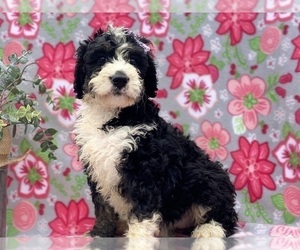 Bernedoodle Puppy for sale in LANCASTER, PA, USA