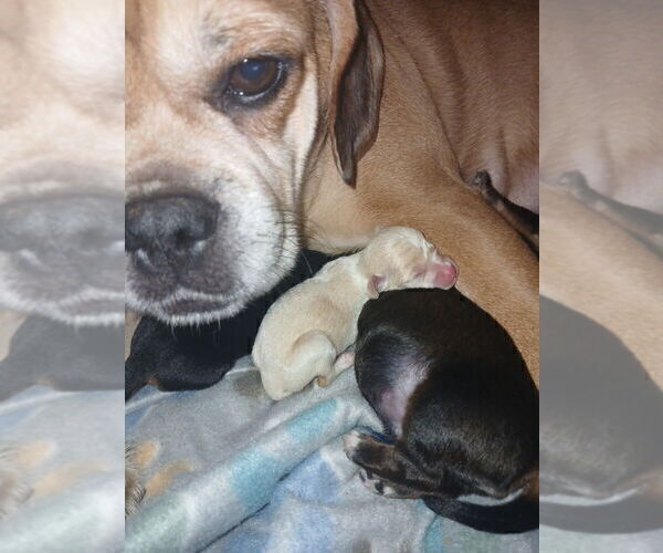 Medium Photo #1 Chiweenie Puppy For Sale in SOUTH MILWAUKEE, WI, USA