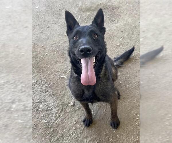 Medium Photo #1 Mutt Puppy For Sale in Riverside, CA, USA