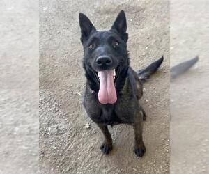 Mutt Dogs for adoption in Riverside, CA, USA