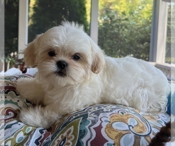 Medium Photo #5 Shih Tzu Puppy For Sale in NOBLESVILLE, IN, USA
