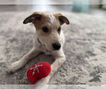 Small #7 Mutt