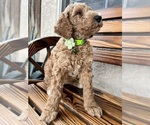 Small Photo #15 Poodle (Standard) Puppy For Sale in BAKERSFIELD, CA, USA