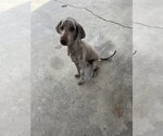 Small #4 Labrador Retriever