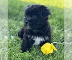 Small #1 Morkie