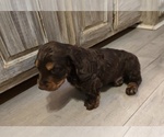 Small #3 Dachshund