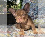 Puppy Godiva French Bulldog