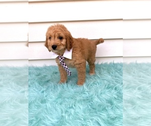 Goldendoodle (Miniature) Puppy for sale in ORLANDO, FL, USA