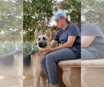 Small #14 German Shepherd Dog