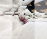 Image preview for Ad Listing. Nickname: Litter of 8