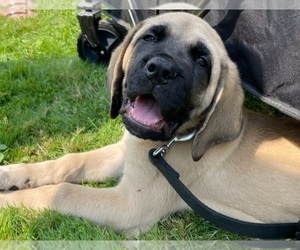 Mastiff Puppy for Sale in MENTOR ON THE, Ohio USA