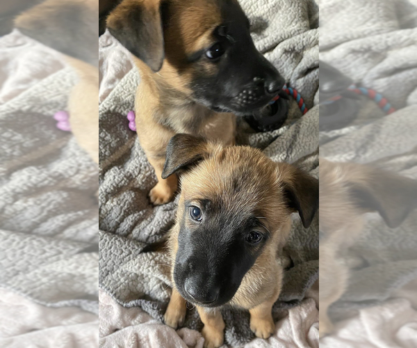 Medium Photo #4 Belgian Malinois Puppy For Sale in WINDSOR LOCKS, CT, USA