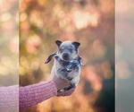 Small Photo #6 Australian Cattle Dog Puppy For Sale in PILOT, VA, USA