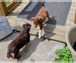 Small #5 Aussiedoodle Miniature 