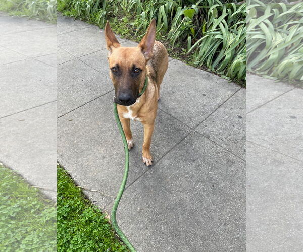 Medium Photo #2 Mutt Puppy For Sale in Los Angeles, CA, USA