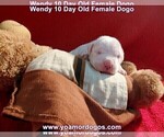 Small Photo #26 Dogo Argentino Puppy For Sale in JANE, MO, USA