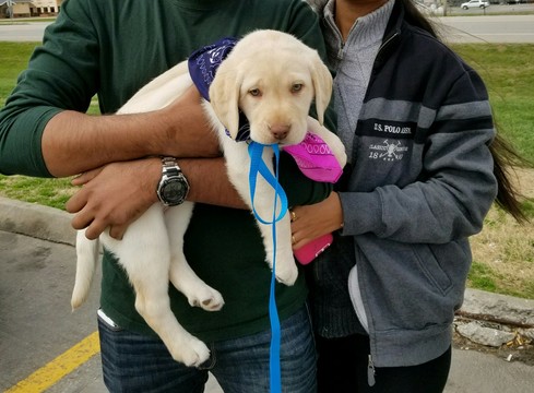 Medium Photo #1 Labrador Retriever Puppy For Sale in LINCOLN, NE, USA